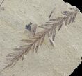 Metasequoia (Dawn Redwood) Fossil - Montana #62284-3